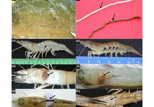 Xác định chi vi khuẩn có thể gây ra EHP-WFS trên tôm