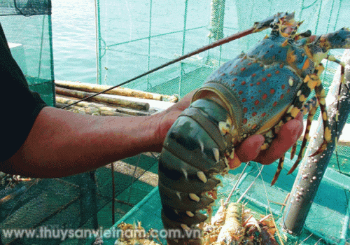 Bệnh do Vibrio parahaemolitycus trên tôm hùm