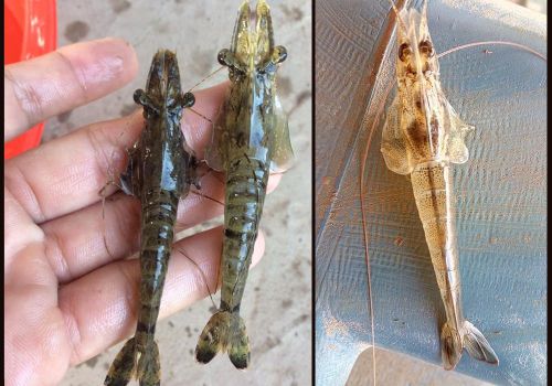 Giải pháp điều trị bệnh vểnh mang trên tôm hiệu quả