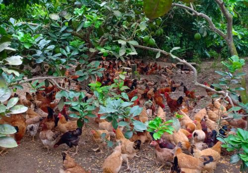Kỹ thuật nuôi gà thả vườn