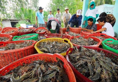 Biến động giá tôm