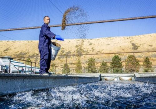 Dự án biến khí mê-tan thành bột cá có thể là một giải pháp an ninh lương thực có lợi