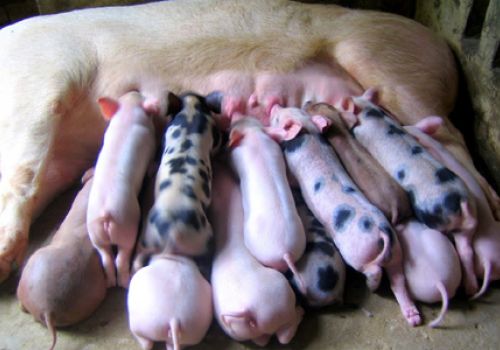 10 bước quản lý nái đẻ thành công