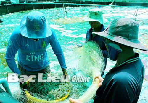 Cần có chính sách bình ổn giá tôm