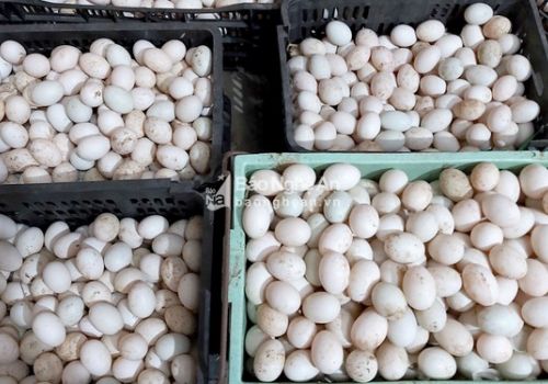 Giá trứng gia cầm tăng mạnh khi tỉnh trở lại trạng thái bình thường mới