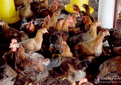 Nghệ An: Giá gà thịt tăng cao nhất từ đầu năm đến nay