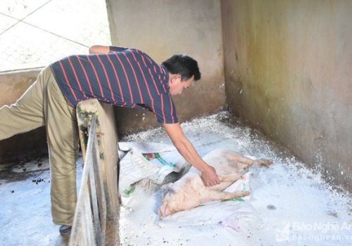 Bệnh dịch tả lợn châu Phi tái phát trên địa bàn Nghệ An