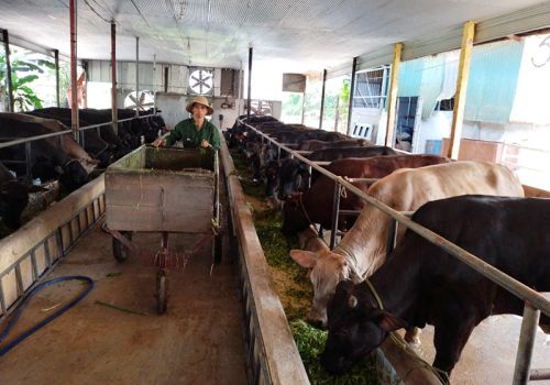 Hà Nội: Đưa chăn nuôi bò lên tầm cao mới