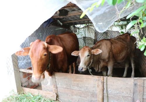 Bến Tre: Thực hiện các giải pháp phòng, chống dịch bệnh Viêm da nổi cục trên trâu, bò tại một số xã thuộc huyện Bình Đại và huyện Ba Tri