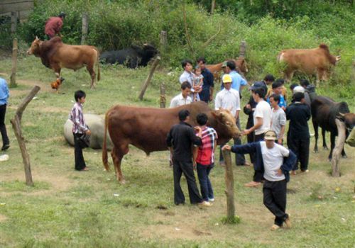 Bảo Lâm (Cao Bằng): 2.046 hộ chăn nuôi có gia súc mắc bệnh viêm da nổi cục, dịch tả lợn châu Phi