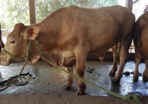 Vĩnh Long cấp tốc dập dịch viêm da nổi cục