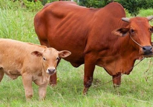 Nghiên cứu tăng hiệu quả của việc chăn nuôi bò