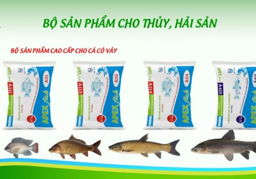 Ngành cá nước ngọt tại miền Bắc: Quản lý dịch bệnh và tiềm năng phát triển