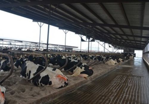 Thời gian nằm có thể chỉ ra tình trạng sức khỏe của bò mới đẻ