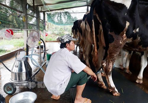 Bến Tre: Hộ nuôi bò sữa vững tâm trước dịch Covid-19