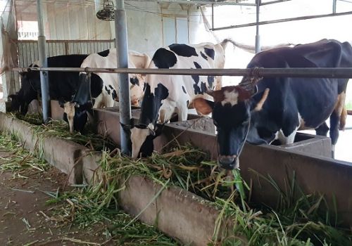 Tây Ninh: Người chăn nuôi bò sữa lao đao vì dịch bệnh