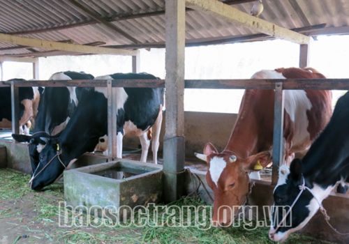 Sóc Trăng: Triển khai tiêm vắc xin phòng bệnh trên bò sữa, chó và mèo năm 2022