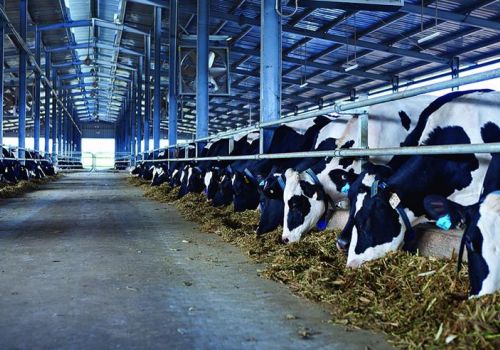 Chăn nuôi bò sữa Việt Nam vươn tầm thế giới