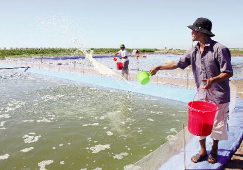 Bổ sung chất khoáng cho tôm