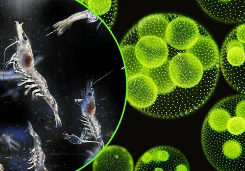 Cách cải thiện chất lượng nước và năng suất tôm thẻ