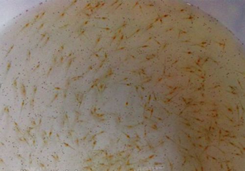 Bổ sung Vitamin C trong ương ấu trùng tôm càng xanh