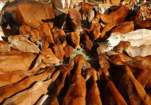 Thịt bò Úc được vỗ béo bằng hormone liệu có an toàn?