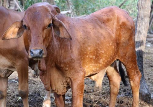 Ninh Thuận: Dịch viêm da nổi cục hoành hành, gần 4.000 gia súc nhiễm bệnh