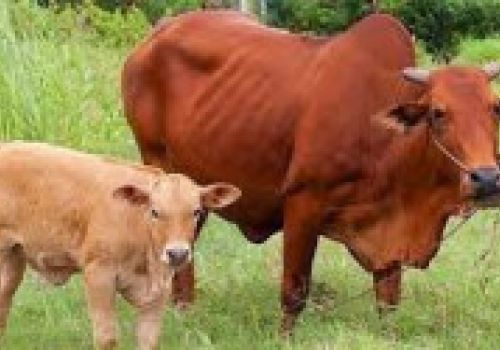 Phú Yên: Cung ứng dịch vụ thụ tinh nhân tạo 14.500 liều bò lai Brahman, Lymousine, BBB