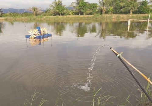 Cách xử lý ao nuôi tôm sử dụng giếng khoan bị nhiễm sắt