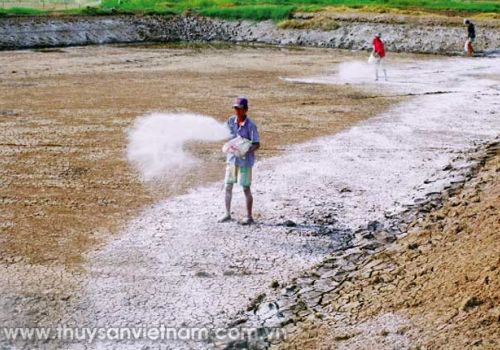 Lưu ý khi sử dụng vôi trong ao tôm