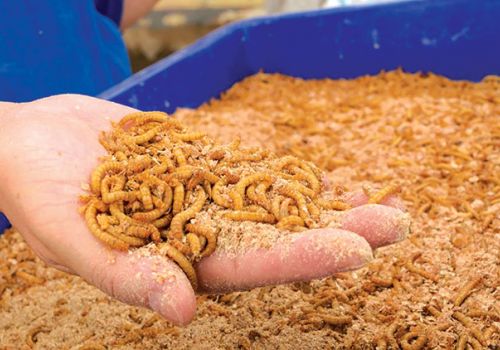 Tương lai tươi sáng cho thức ăn tôm