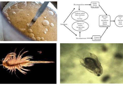 Cường hóa thức ăn tươi sống: “Thuốc bổ” cho động vật thủy sản
