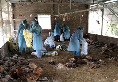 Bình Định: Đẩy nhanh tiến độ tiêm vắc xin trên đàn vật nuôi