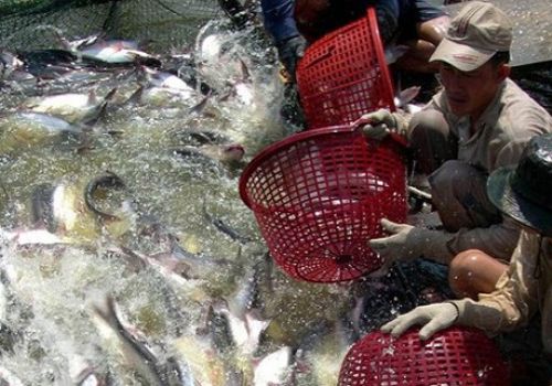 Cá tra tăng giá, thận trọng mở rộng diện tích nuôi