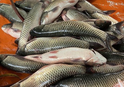 Nuôi cá bằng chế phẩm đất hiếm