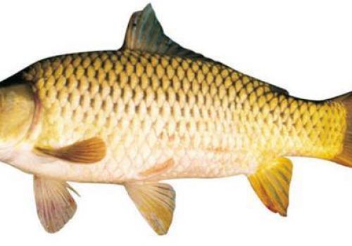 Sản xuất giống và nuôi cá chép chọn giống V1