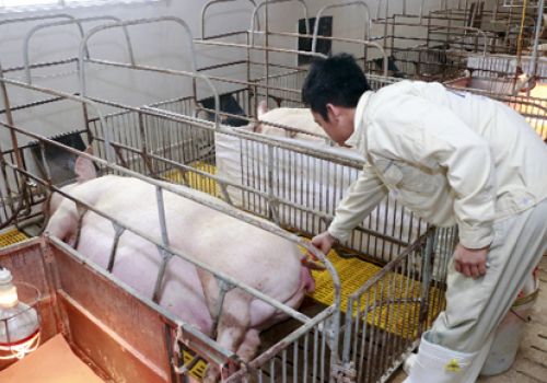 Các cách xử lý heo nái sinh khó 