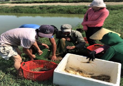 Cách làm hay của mô hình đồng quản lý trong nuôi thủy sản