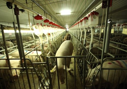 Tiết kiệm chi phí xây dựng chuồng mang thai thông qua cách thức vận hành từ khâu thiết kế