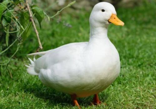 Sự thật thú vị về loài vịt