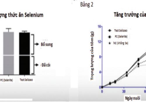 Silesseo cải thiện 50% tăng trưởng tôm