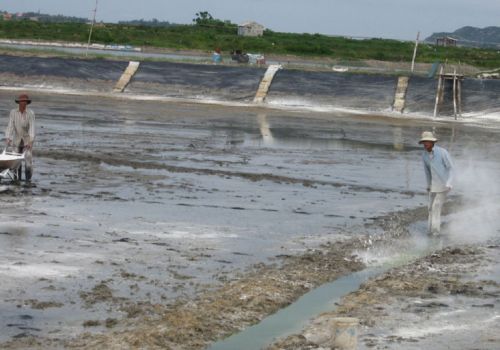 Xử lý phèn trong nuôi tôm