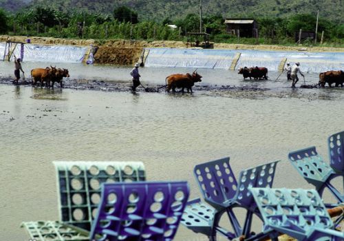 Cải tạo ao nuôi tôm hiệu quả