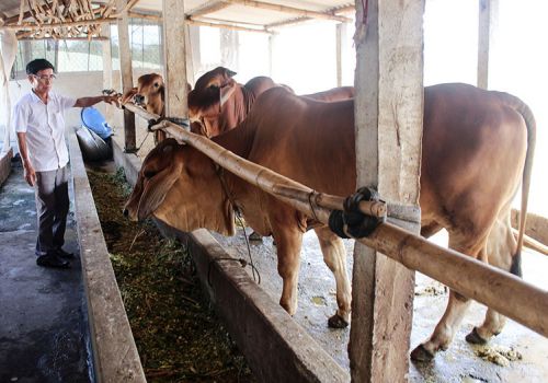 Quảng Trị: Áp dụng khoa học kỹ thuật nâng cao tầm vóc, chất lượng đàn gia súc