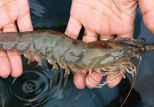 Giải pháp cải thiện khả năng tiêu hóa của tôm hiệu quả nhất