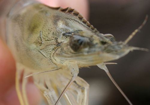 Phương pháp cắt mắt tôm trong sản xuất giống