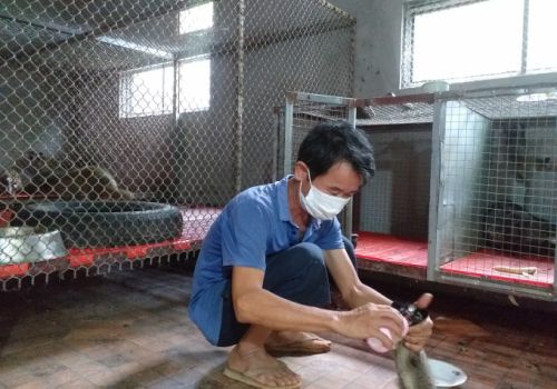 Táo bạo nuôi cầy vòi mốc và cầy hương