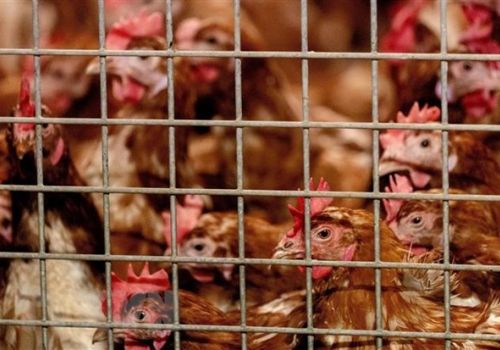 WHO khuyến cáo về khả năng lây nhiễm cúm A/H5N8 từ gà sang người