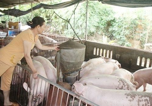 TX.Tân Uyên (Bình Dương): Vận động các hộ chăn nuôi heo chuyển đổi ngành nghề
