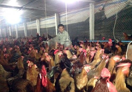 Thách thức mới của ngành chăn nuôi gia cầm